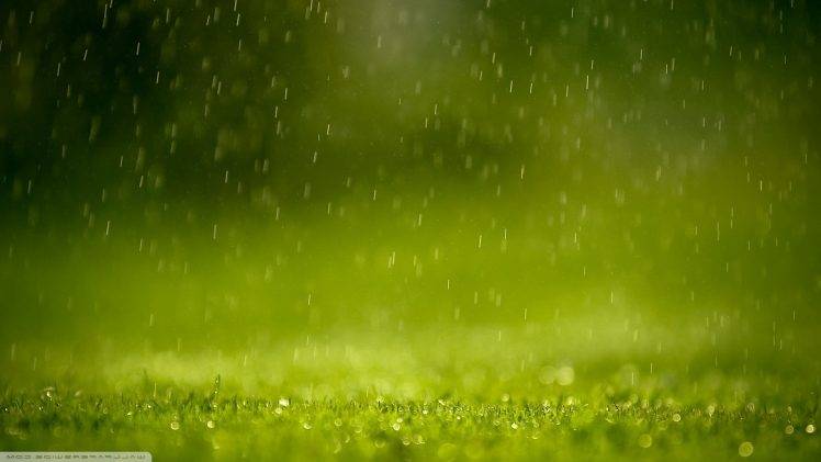 nature, Macro, Grass, Water Drops HD Wallpaper Desktop Background