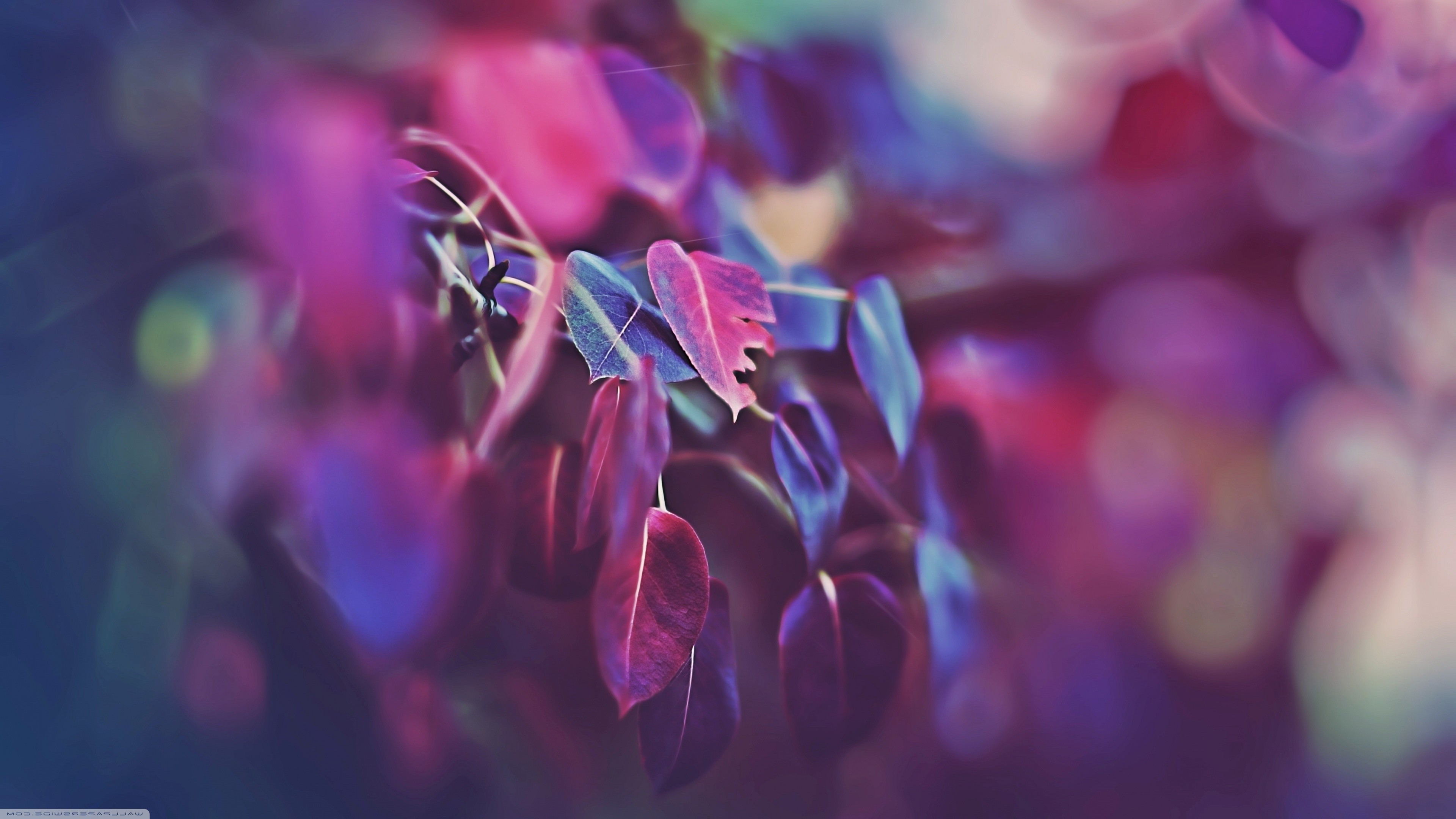 nature, Macro, Leaves Wallpaper