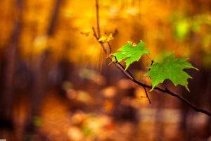 nature, Macro, Leaves, Blurred