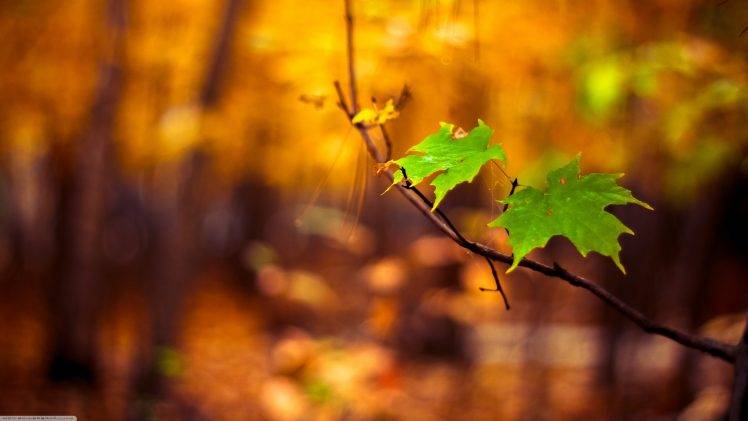 nature, Macro, Leaves, Blurred HD Wallpaper Desktop Background