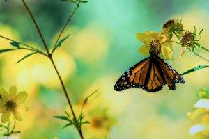 nature, Butterfly, Flowers