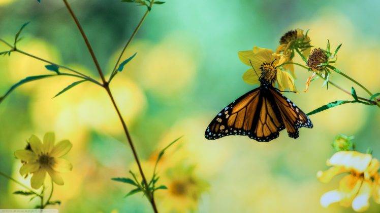 nature, Butterfly, Flowers HD Wallpaper Desktop Background