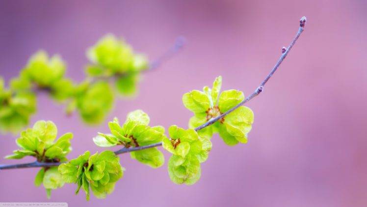 nature, Flowers, Macro HD Wallpaper Desktop Background