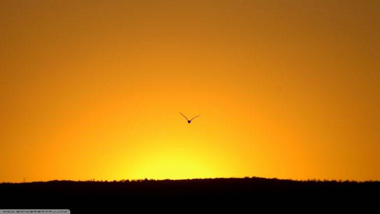 nature, Sunset, Birds HD Wallpaper Desktop Background