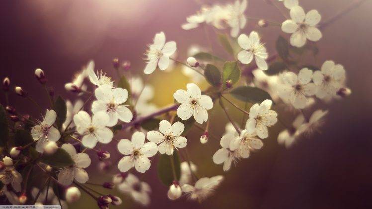 nature, Macro, Flowers HD Wallpaper Desktop Background