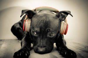 Beats, Animals, Dog, Headphones, Music, Dark