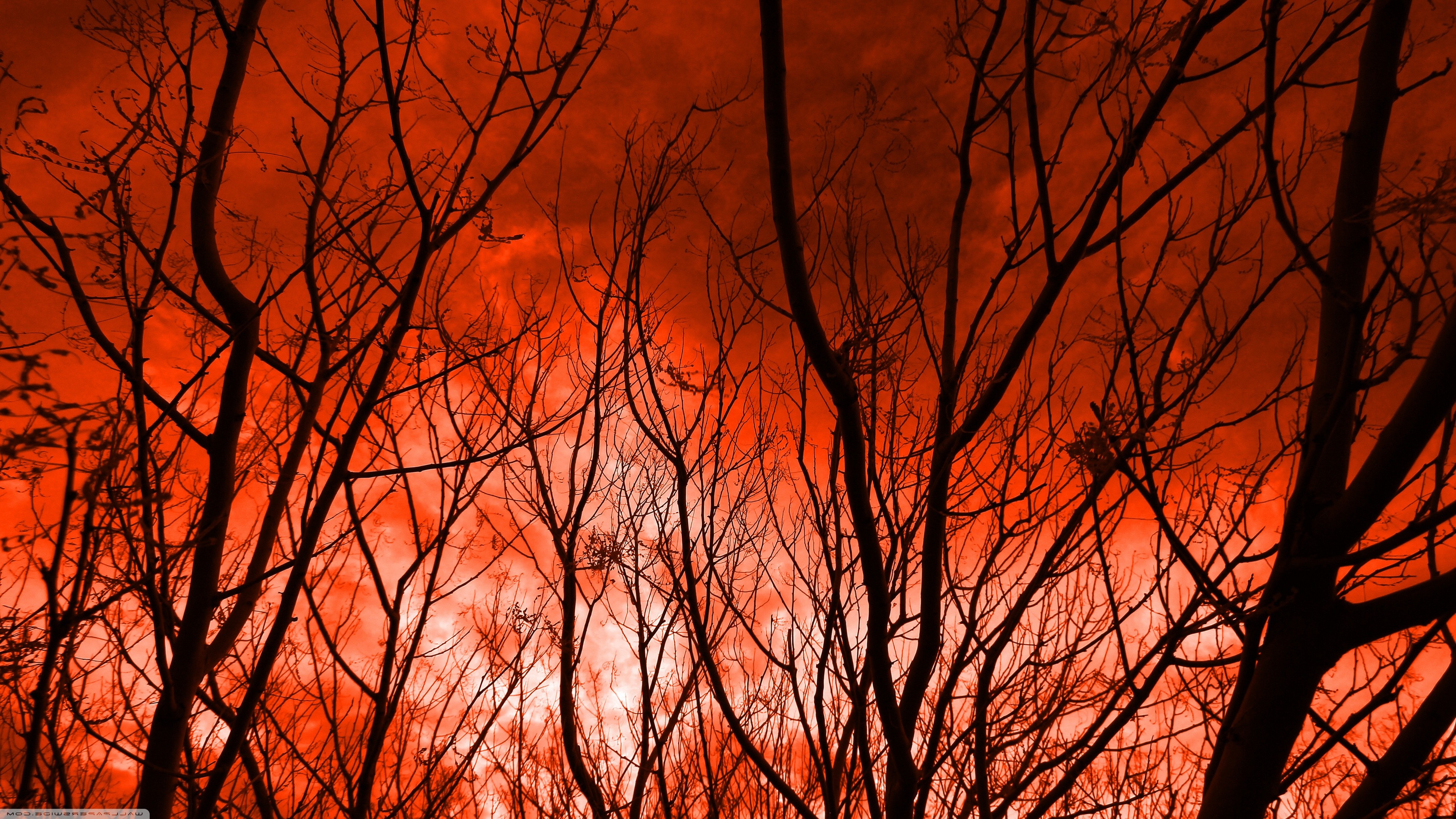 nature, Trees Wallpaper