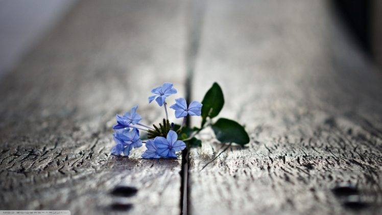 nature, Macro, Flowers, Blurred, Depth Of Field, Blue Flowers HD Wallpaper Desktop Background