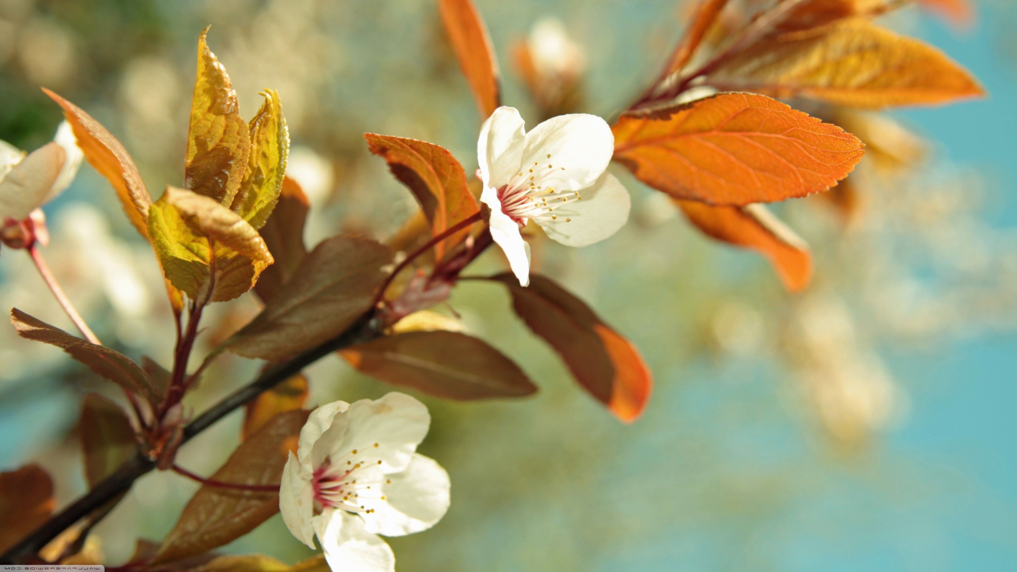 nature, Flowers Wallpaper