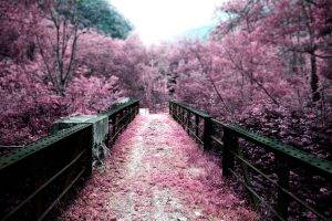 nature, Trees, Path, Pink, Blurred