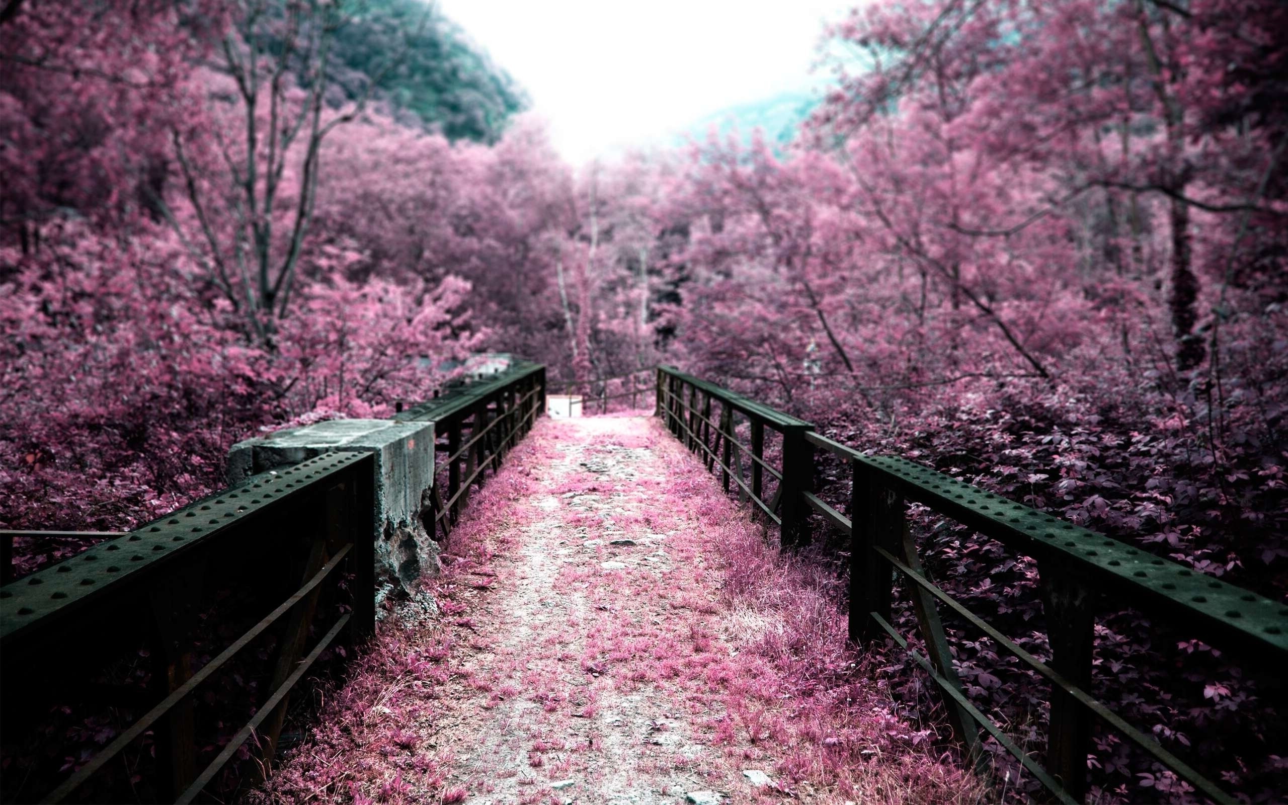 nature, Trees, Path, Pink, Blurred Wallpaper