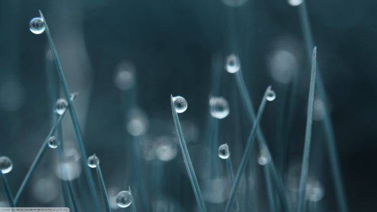 nature, Water Drops, Grass, Bokeh HD Wallpaper Desktop Background