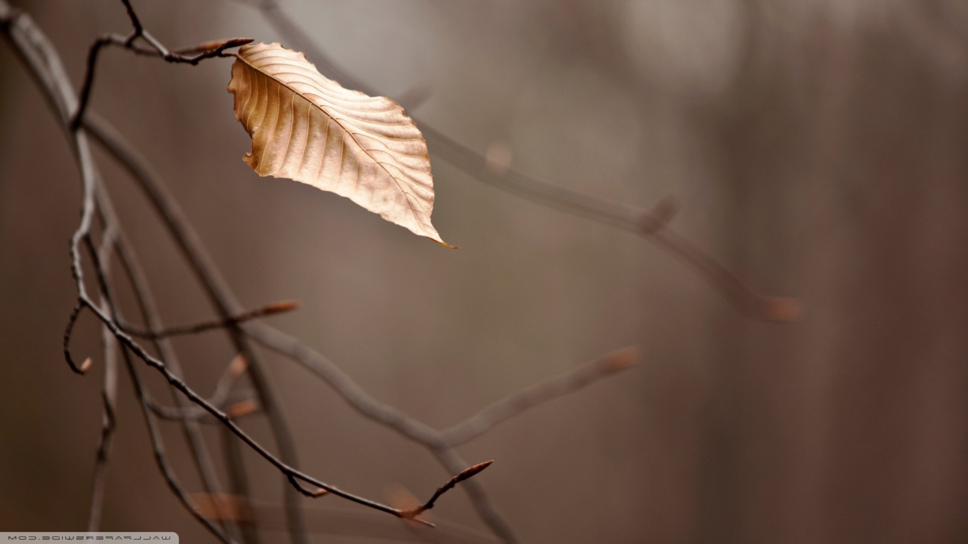 Листья ветка макро скачать