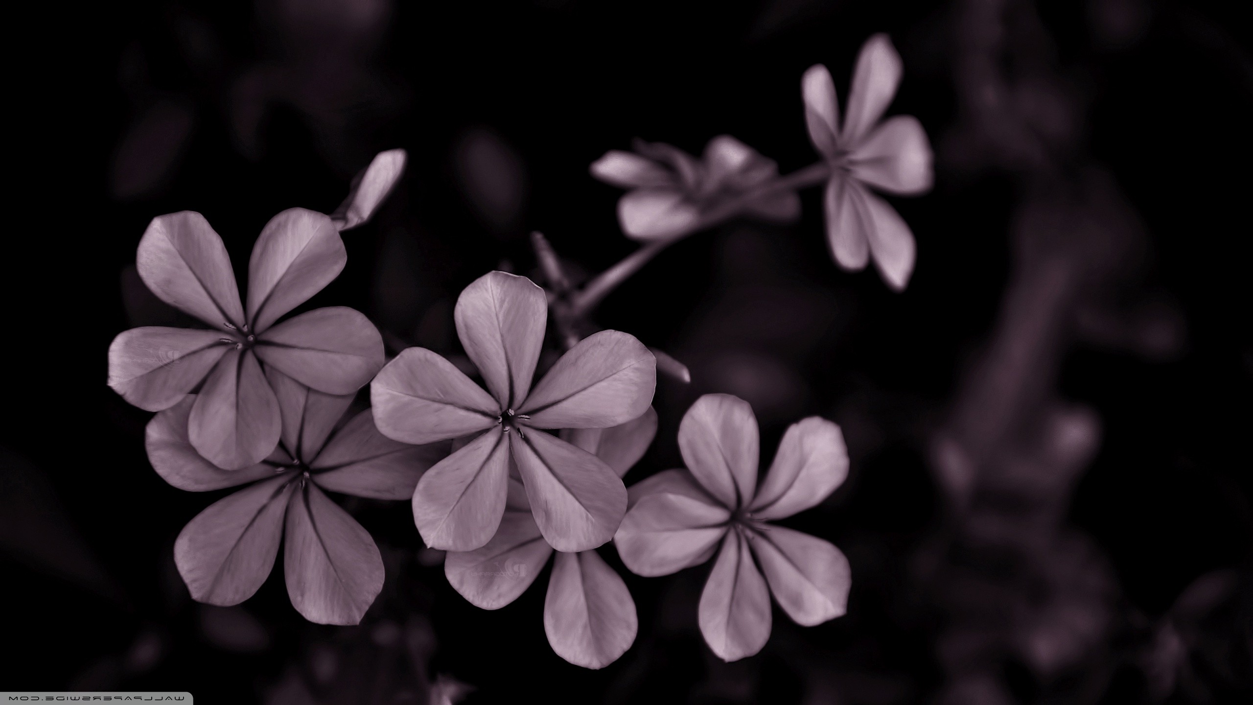 nature Wallpaper