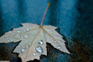nature, Macro, Leaves, Water Drops