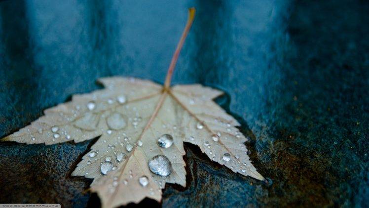 nature, Macro, Leaves, Water Drops HD Wallpaper Desktop Background