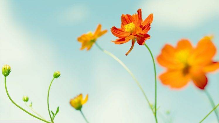 nature, Macro, Flowers, Cosmos (flower) HD Wallpaper Desktop Background