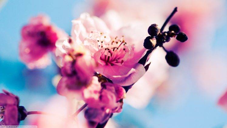 nature, Macro, Flowers, Pink HD Wallpaper Desktop Background