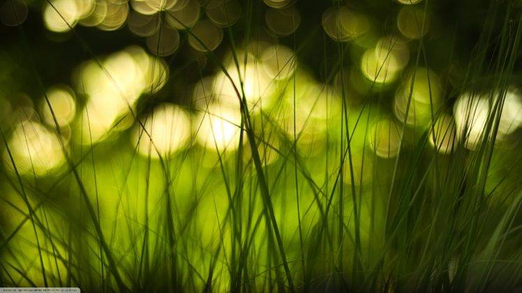 nature, Macro, Grass HD Wallpaper Desktop Background