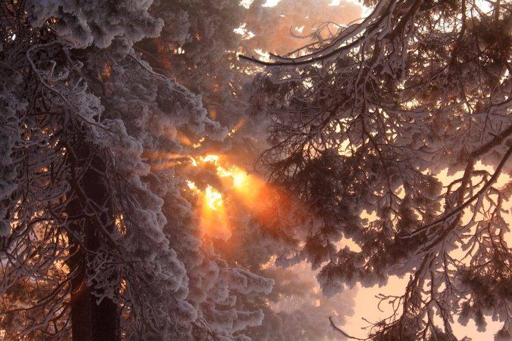 snow, Sunlight, Trees, Nature HD Wallpaper Desktop Background