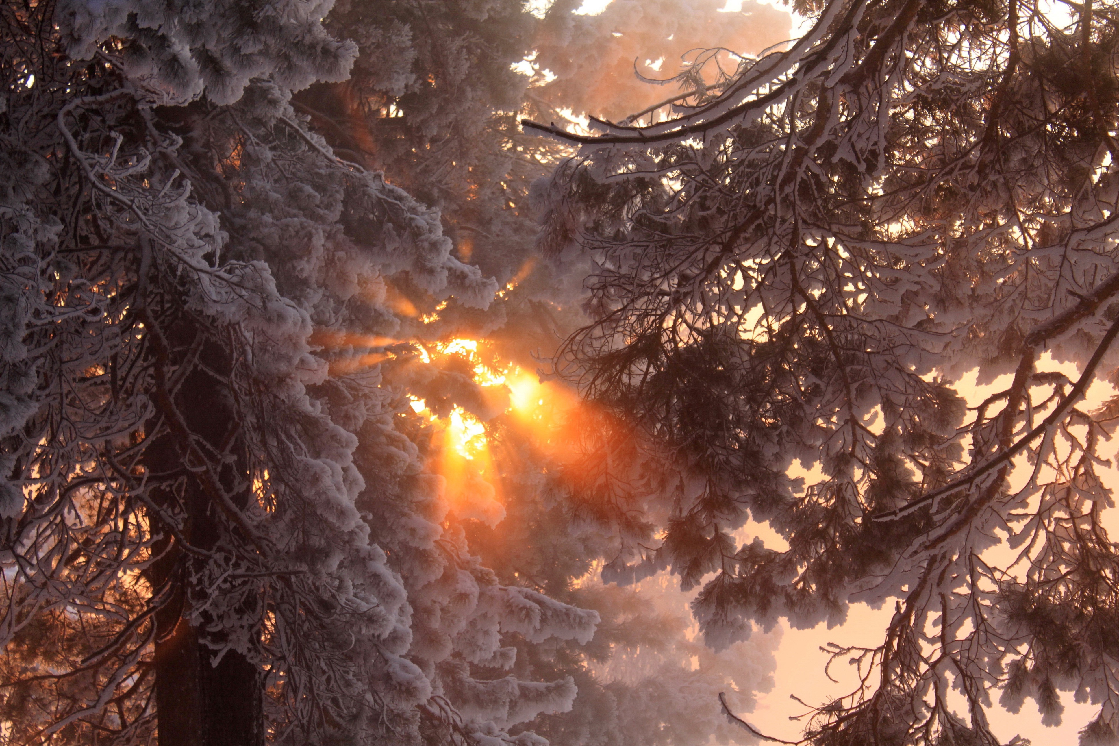 snow, Sunlight, Trees, Nature Wallpaper