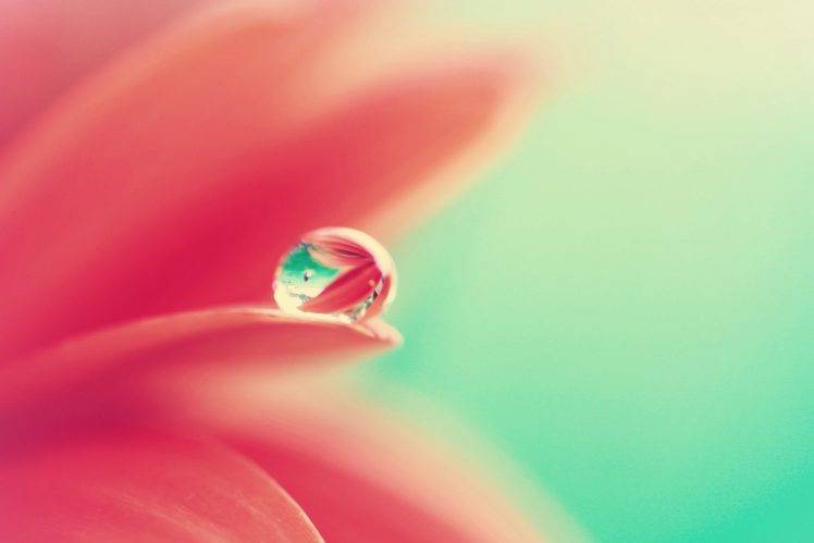 water Drops, Macro, Flowers, Dew, Petals HD Wallpaper Desktop Background