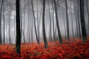 landscape, Nature, Forest, Mist