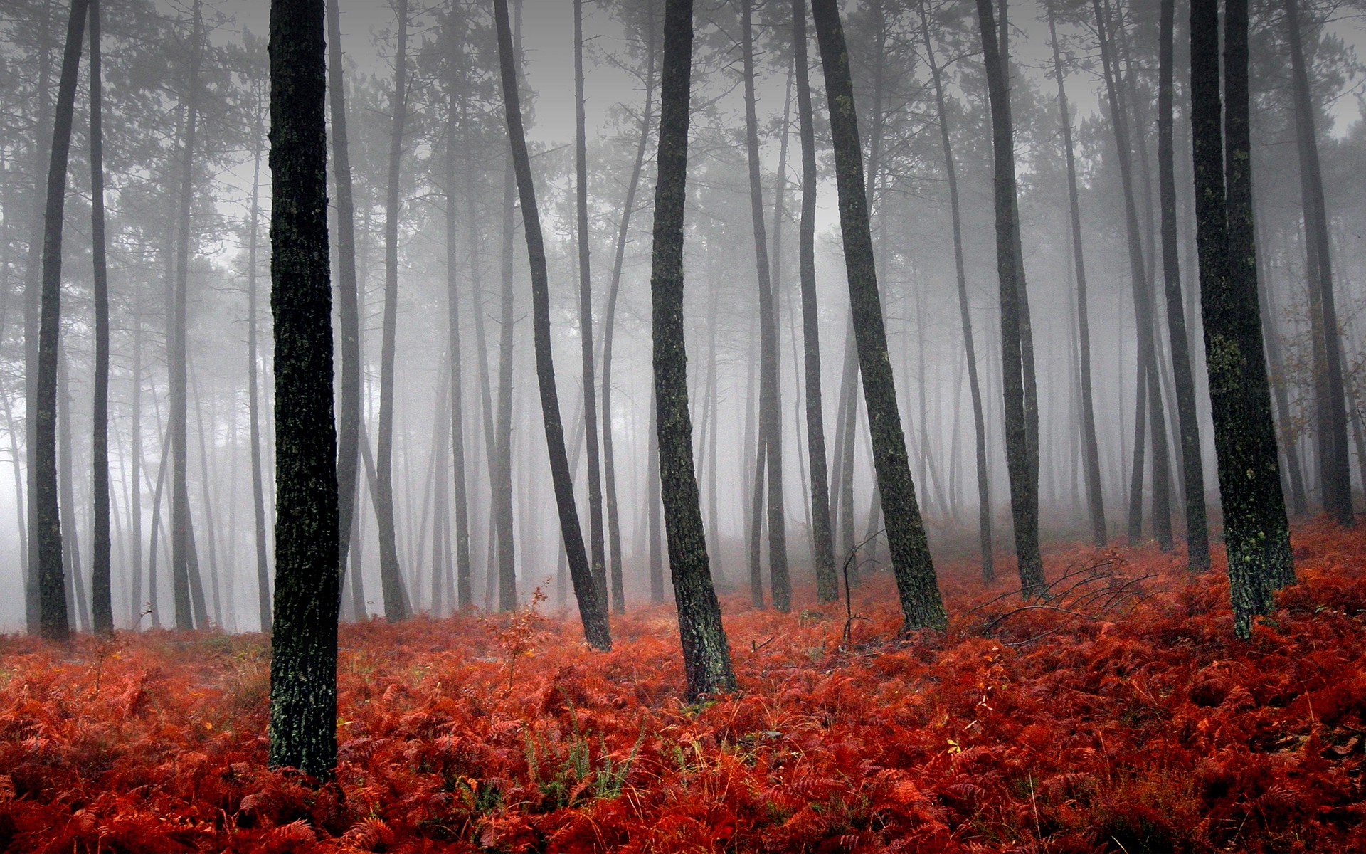 landscape, Nature, Forest, Mist Wallpaper