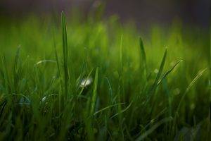 nature, Grass, Macro
