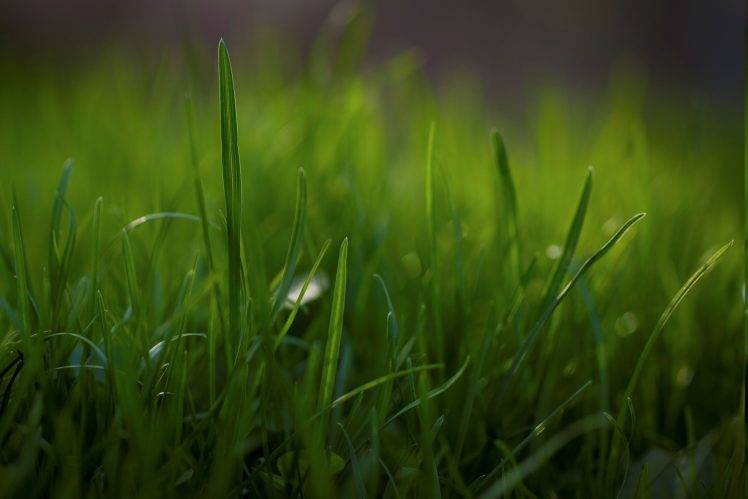 nature, Grass, Macro HD Wallpaper Desktop Background