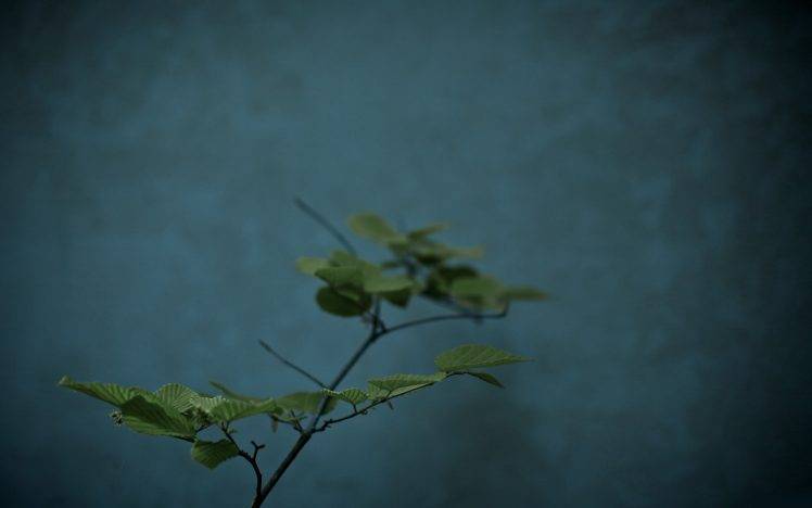 nature, Teal, Leaves HD Wallpaper Desktop Background