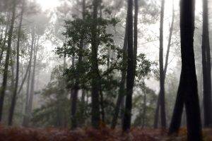 forest, Nature, Mist