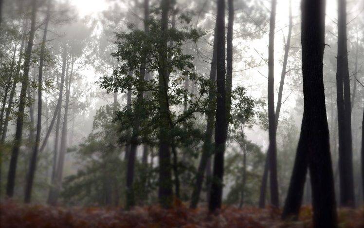 forest, Nature, Mist HD Wallpaper Desktop Background