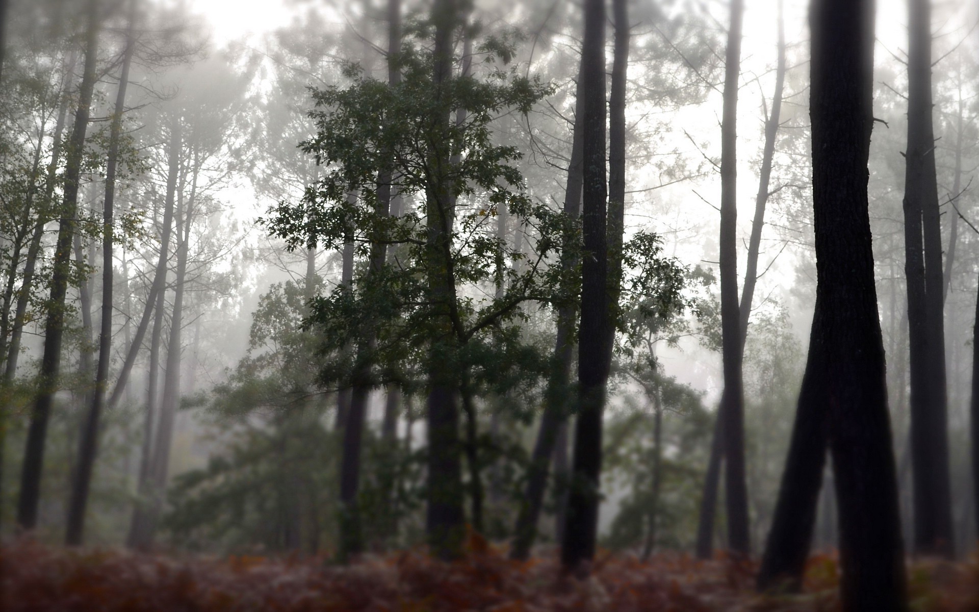 forest, Nature, Mist Wallpaper