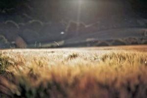 macro, Blurred, Grass, Nature