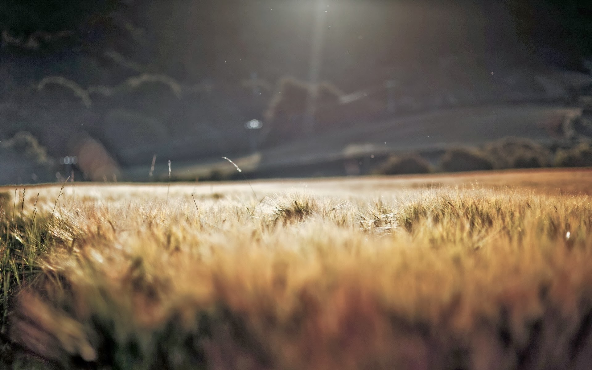 macro, Blurred, Grass, Nature Wallpaper