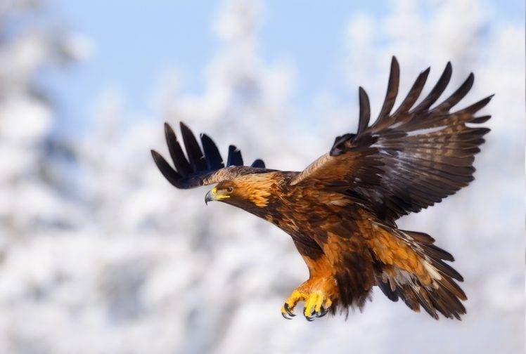 animals, Eagle, Birds HD Wallpaper Desktop Background