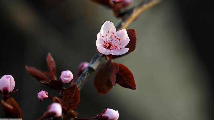 nature, Twigs, Pink Flowers, Flowers, Depth Of Field HD Wallpaper Desktop Background