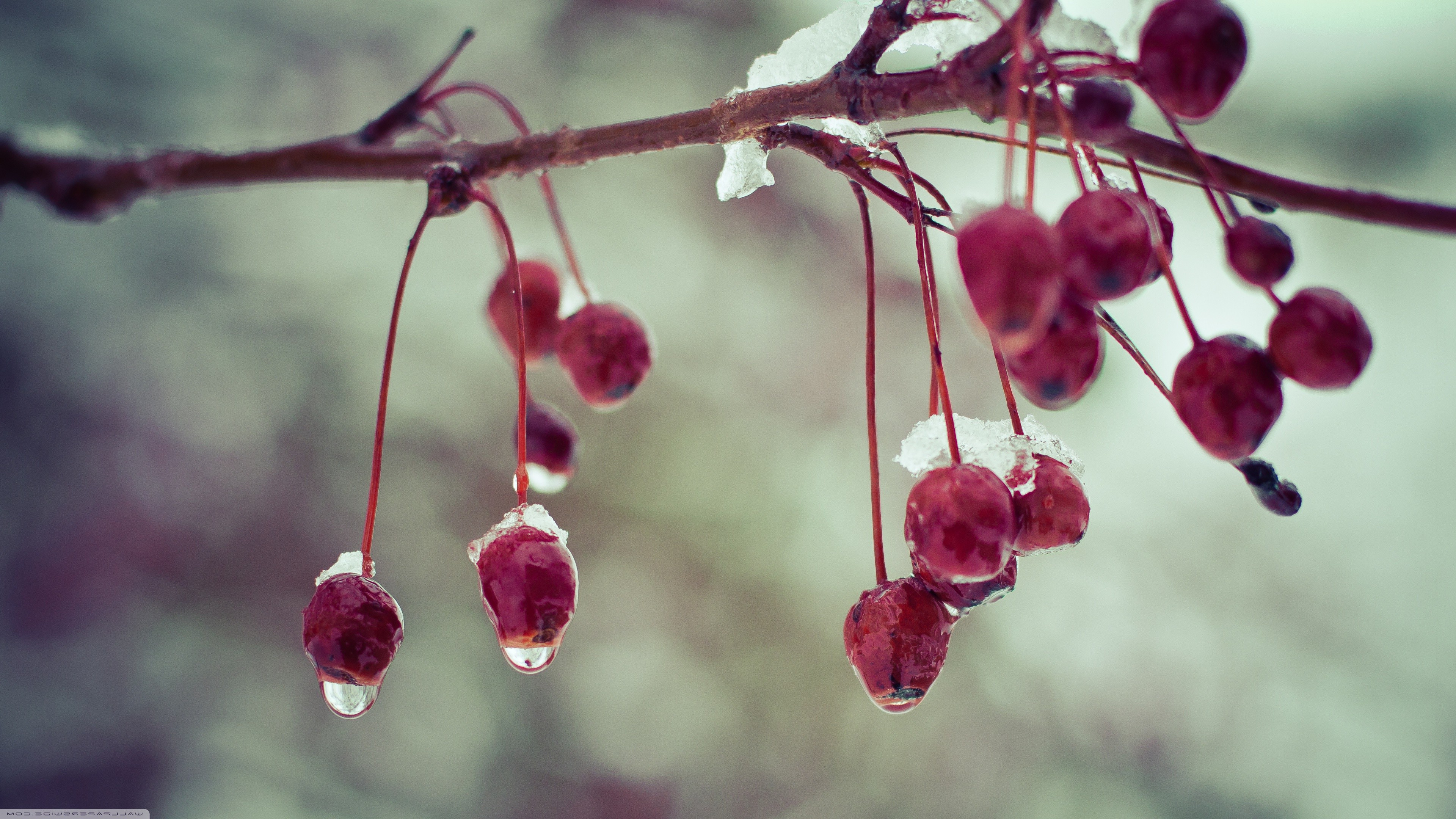 nature Wallpaper