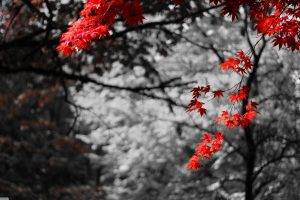nature, Bokeh, Photo Manipulation, Selective Coloring, Maple Leaves, Trees