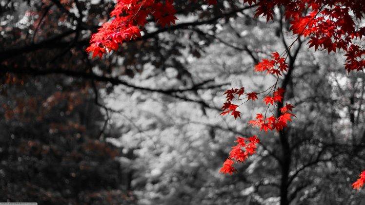 nature, Bokeh, Photo Manipulation, Selective Coloring, Maple Leaves, Trees HD Wallpaper Desktop Background