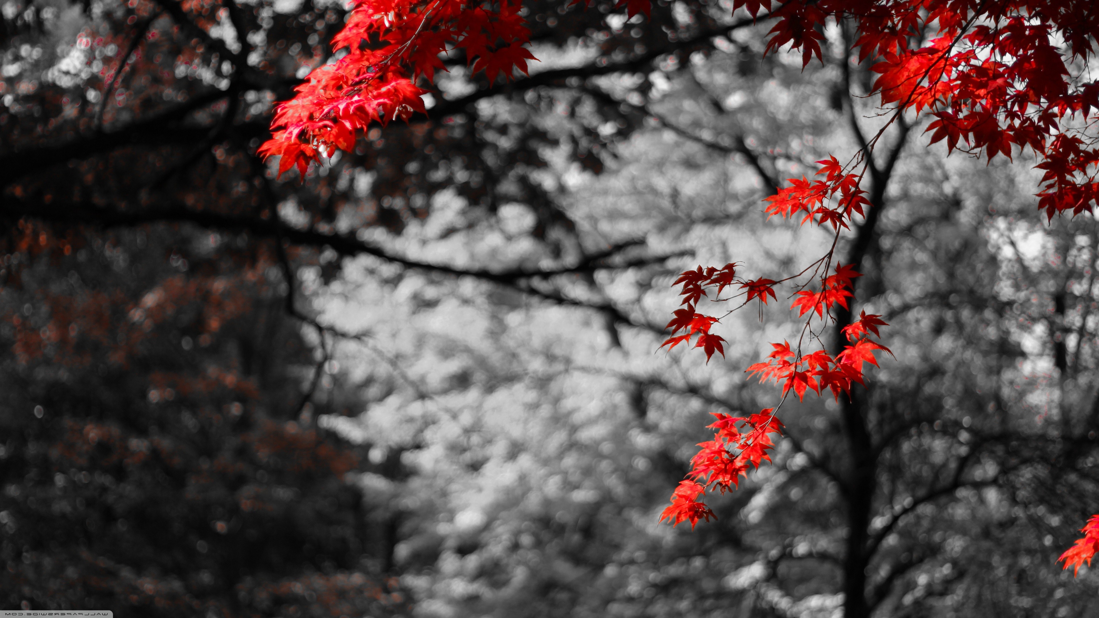 nature, Bokeh, Photo Manipulation, Selective Coloring, Maple Leaves, Trees Wallpaper
