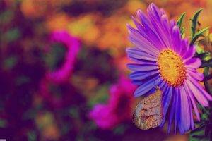 nature, Flowers, Purple Flowers, Insect, Butterfly