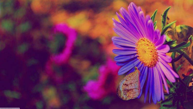 nature, Flowers, Purple Flowers, Insect, Butterfly HD Wallpaper Desktop Background