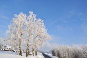 nature, Snow, Winter