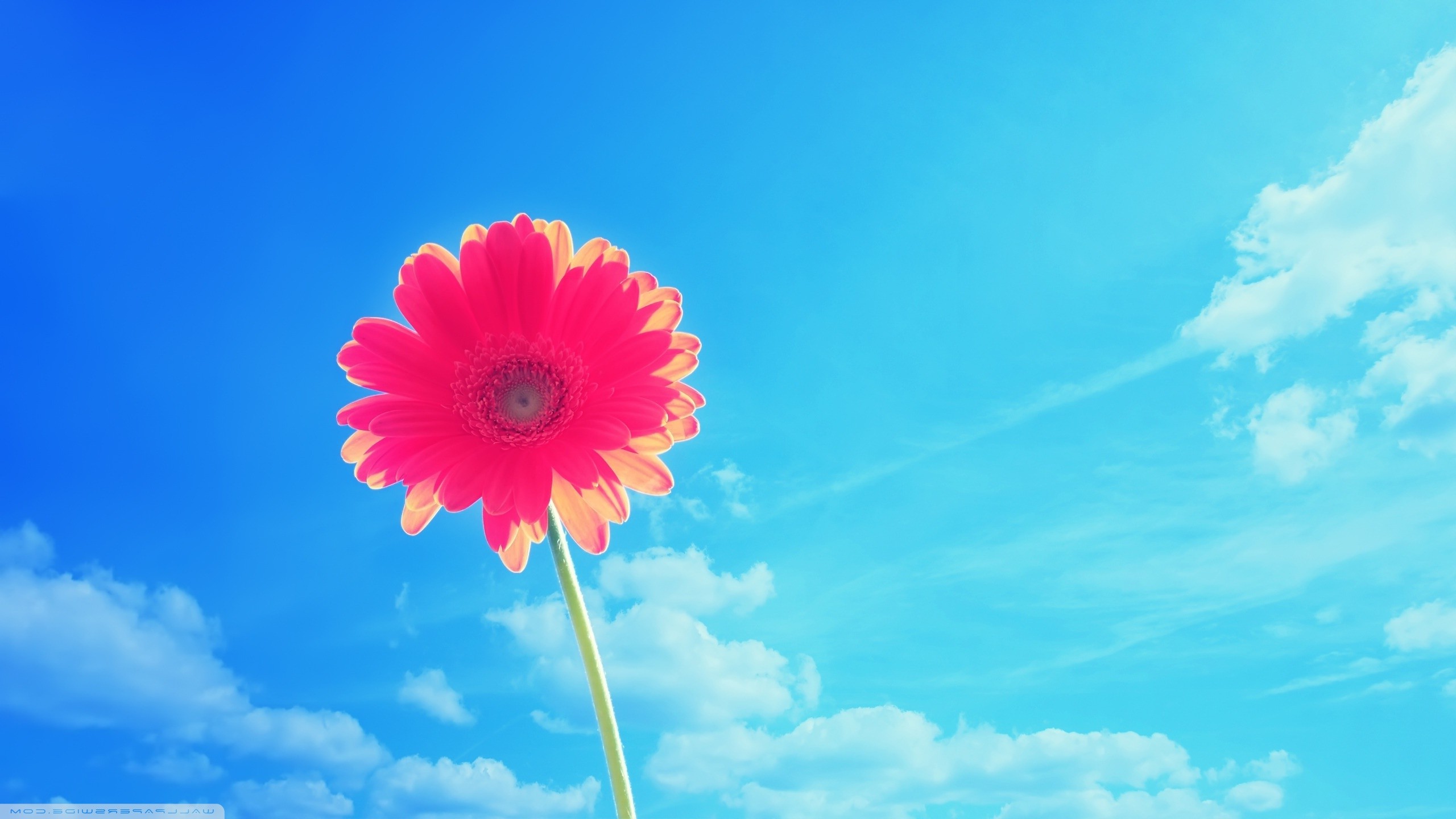 nature Wallpaper