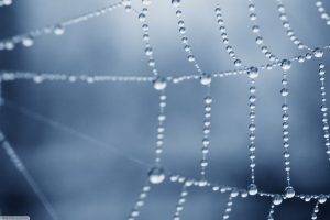 nature, Spiderwebs, Dew, Macro