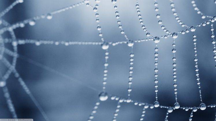 nature, Spiderwebs, Dew, Macro HD Wallpaper Desktop Background