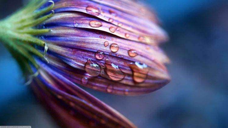 nature, Flowers HD Wallpaper Desktop Background