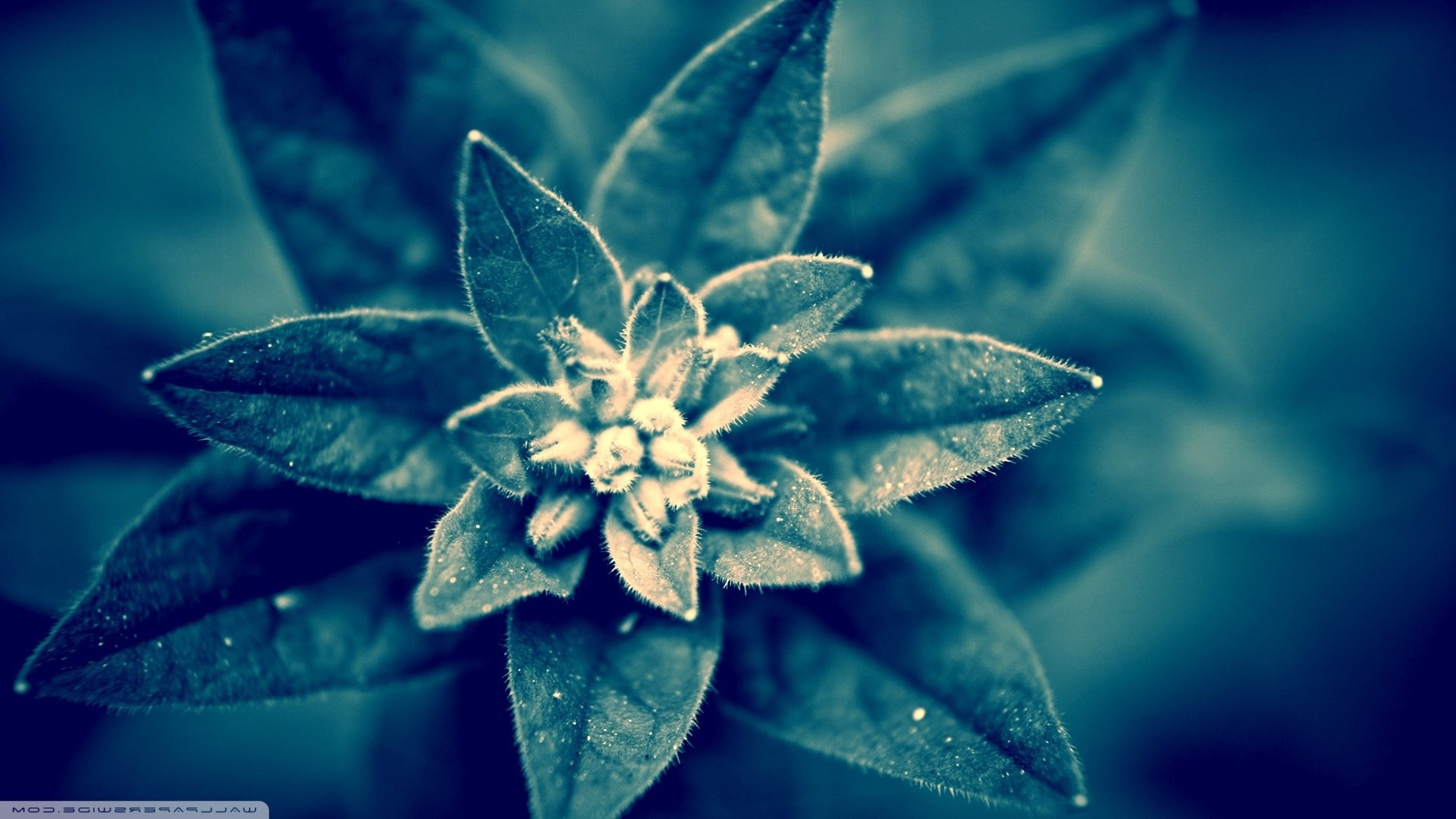 nature Wallpaper